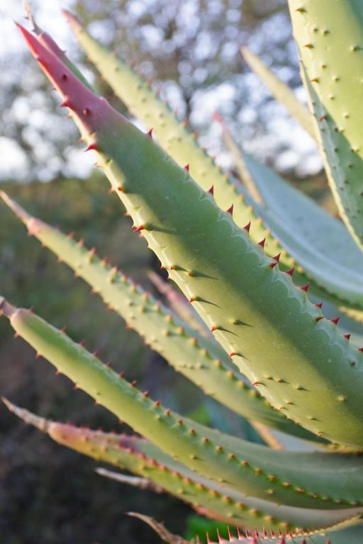Hotel Aloe Manor Oudtshoorn Zewnętrze zdjęcie